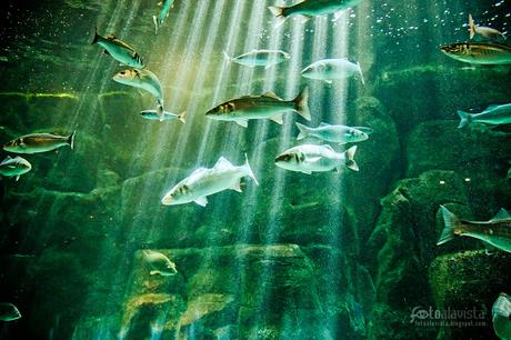 Peces tomando el sol - Fotografía