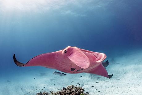 Esta es la única mantarraya rosa en el mundo