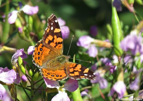 General Belgrano y alrededores