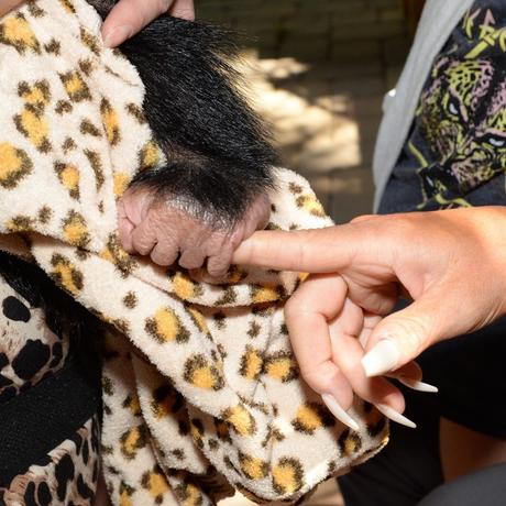 Fotos de The undertaker y su esposa Michelle McCool con felinos