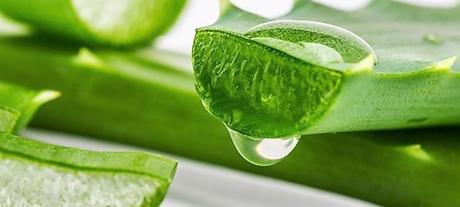 5 plantas cicatrizantes y antiinflamatorias para las heridas aloe vera gel