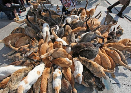 La isla de los gatos. Tashirojima, la isla de los gatos