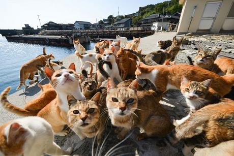 La isla de los gatos. Tashirojima, la isla de los gatos