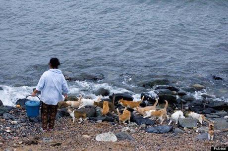 La isla de los gatos. Tashirojima, la isla de los gatos