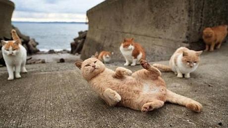 La isla de los gatos. Tashirojima, la isla de los gatos