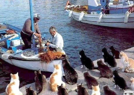 La isla de los gatos. Tashirojima, la isla de los gatos