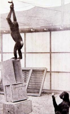 Inteligencia animal e inteligencia humana-MIS LECTURAS DE ORTEGA Y GASSET