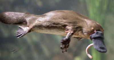 El hombre: un animal inadaptado e inadaptable-MIS LECTURAS DE ORTEGA Y GASSET