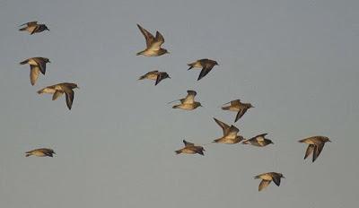 La vida como emigración-MIS LECTURAS DE ORTEGA Y GASSET La vida como emigración-MIS LECTURAS DE ORTEGA Y GASSET