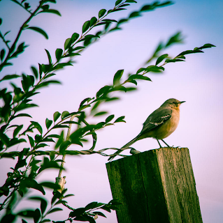 A veces la realidad supera la ficción