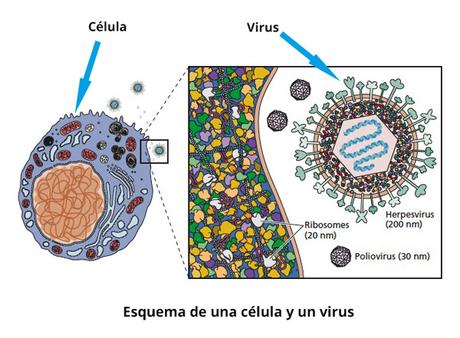 Qué es un Virus