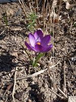 EXPERIENCIAS CON LOS SEMILLEROS