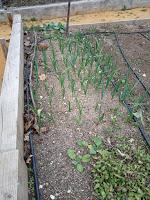 EXPERIENCIAS CON LOS SEMILLEROS