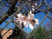 EXPERIENCIAS CON LOS SEMILLEROS