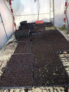 EXPERIENCIAS CON LOS SEMILLEROS