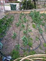 EXPERIENCIAS CON LOS SEMILLEROS