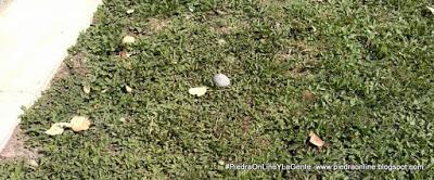 En plena pandemia del coronavirus sigue el vandalismo en Piedra del Águila