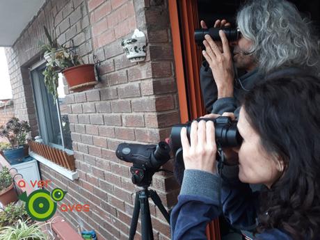 A ver #AvesDesdeCasa para luchar, disfrutando, contra el coronavirus A ver #AvesDesdeCasa para luchar, disfrutando, contra el coronavirus