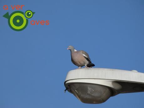 A ver #AvesDesdeCasa para luchar, disfrutando, contra el coronavirus A ver #AvesDesdeCasa para luchar, disfrutando, contra el coronavirus