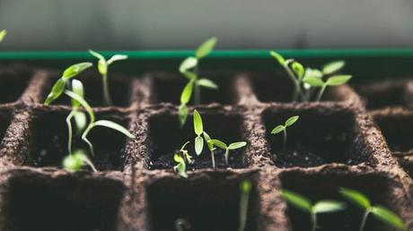 Enséñales a ser pequeños jardineros domésticos