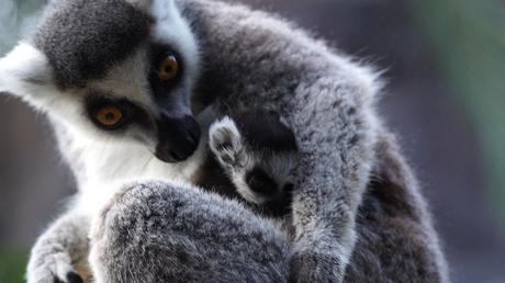 Un rayo de esperanza en Loro Parque: nace una cría de lémur de cola anillada