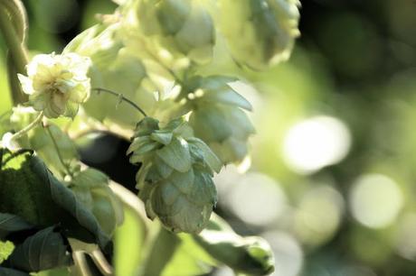 Río revuelto - Joan Didion