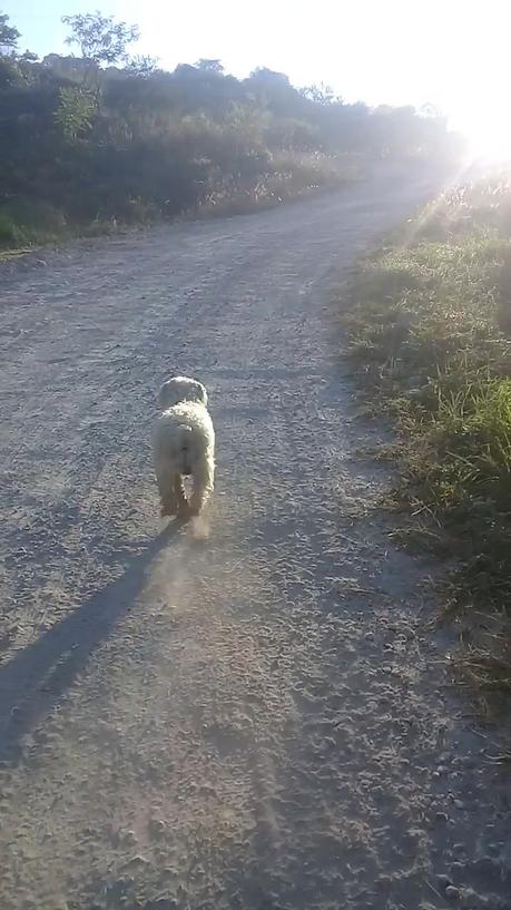 Disminuir dolores articulares de rodillas y hacer ejercicio Dolores articulares de rodillas y ejercicio