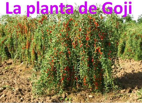 goji para adelgazar