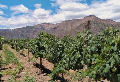 Visitamos Finca Quara, una bodega en Cafayate bodega en salta