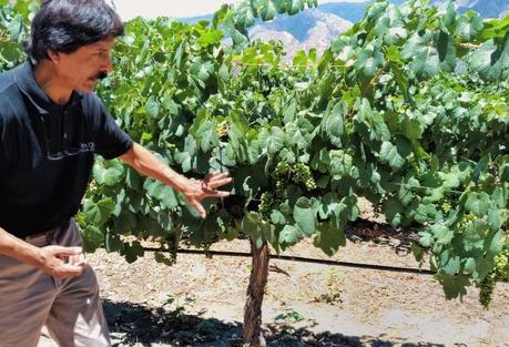 Visitamos Finca Quara, una bodega en Cafayate bodega de salta cafayate