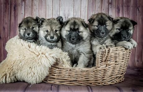 ¿Por qué los perros son tan diferentes? ¿Por qué los perros son tan diferentes?