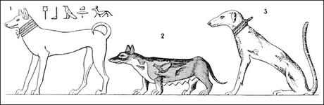 ¿Por qué los perros son tan diferentes? ¿Por qué los perros son tan diferentes?