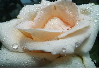 Discurso de SM D Felipe VI  el dia 18 de marzo de 2020 (discurso y reflexión)