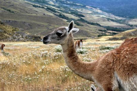 La carretera austral en autobús