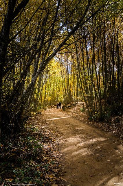 SENDERO DE LOS CASTAÑARES. CONSTANTINA