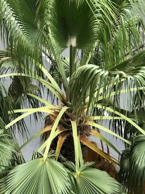 Palmera