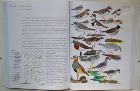 Manual Ilustrado de las Aves de la Patagonia Manual Ilustrado de las Aves de la Patagonia