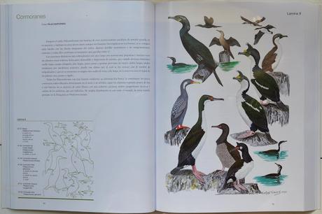 Manual Ilustrado de las Aves de la Patagonia Manual Ilustrado de las Aves de la Patagonia
