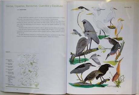 Manual Ilustrado de las Aves de la Patagonia Manual Ilustrado de las Aves de la Patagonia