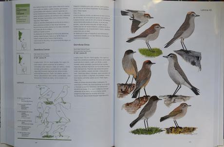 Manual Ilustrado de las Aves de la Patagonia Manual Ilustrado de las Aves de la Patagonia