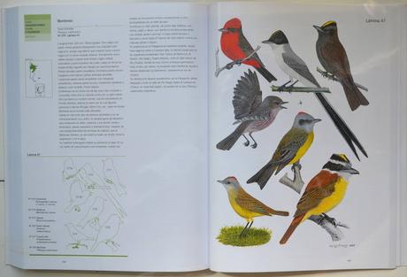 Manual Ilustrado de las Aves de la Patagonia Manual Ilustrado de las Aves de la Patagonia