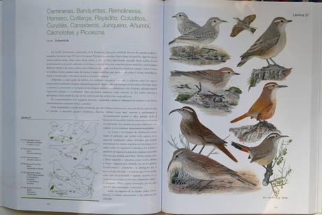 Manual Ilustrado de las Aves de la Patagonia Manual Ilustrado de las Aves de la Patagonia
