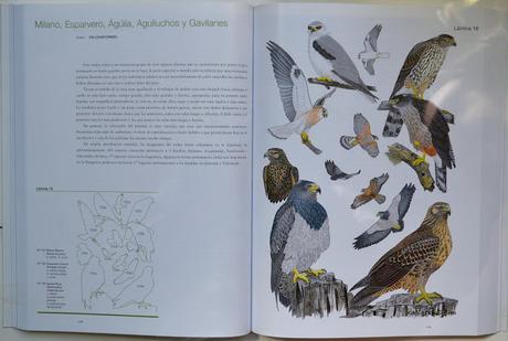 Manual Ilustrado de las Aves de la Patagonia Manual Ilustrado de las Aves de la Patagonia