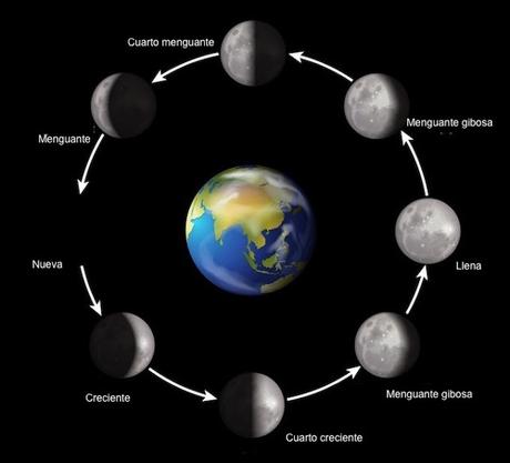 Los ciclos lunares con sus fases intermedias