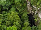 Selva