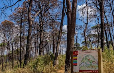 SUSPENDE GEM SANEAMIENTO FORESTAL EN PARQUE ESTATAL MONTE ALTO