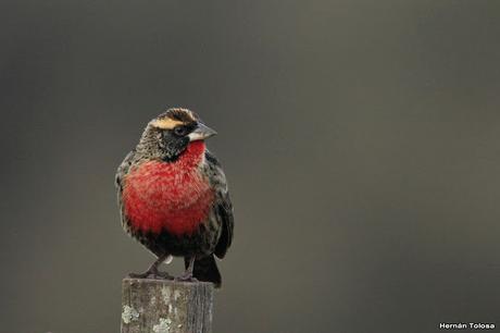 Pecho colorado en plumaje invernal