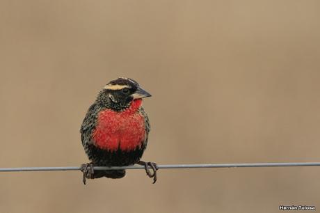Pecho colorado en plumaje invernal