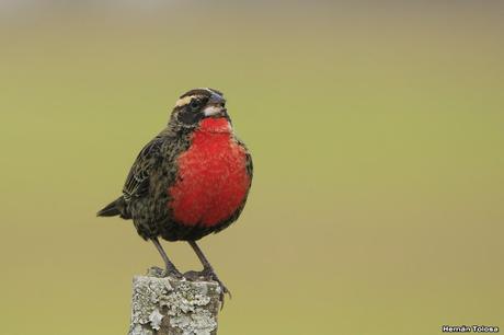Pecho colorado en plumaje invernal