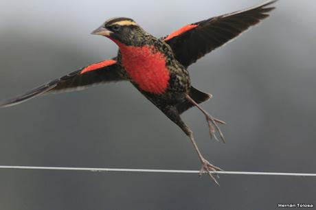 Pecho colorado en plumaje invernal